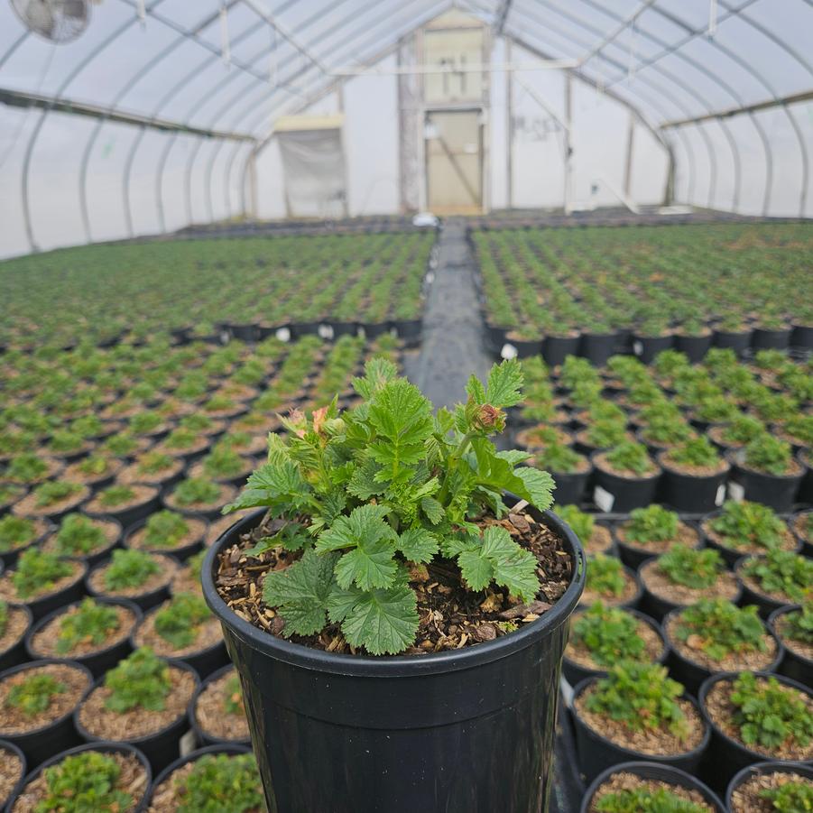 Geum Cocktail™ Mai Tai