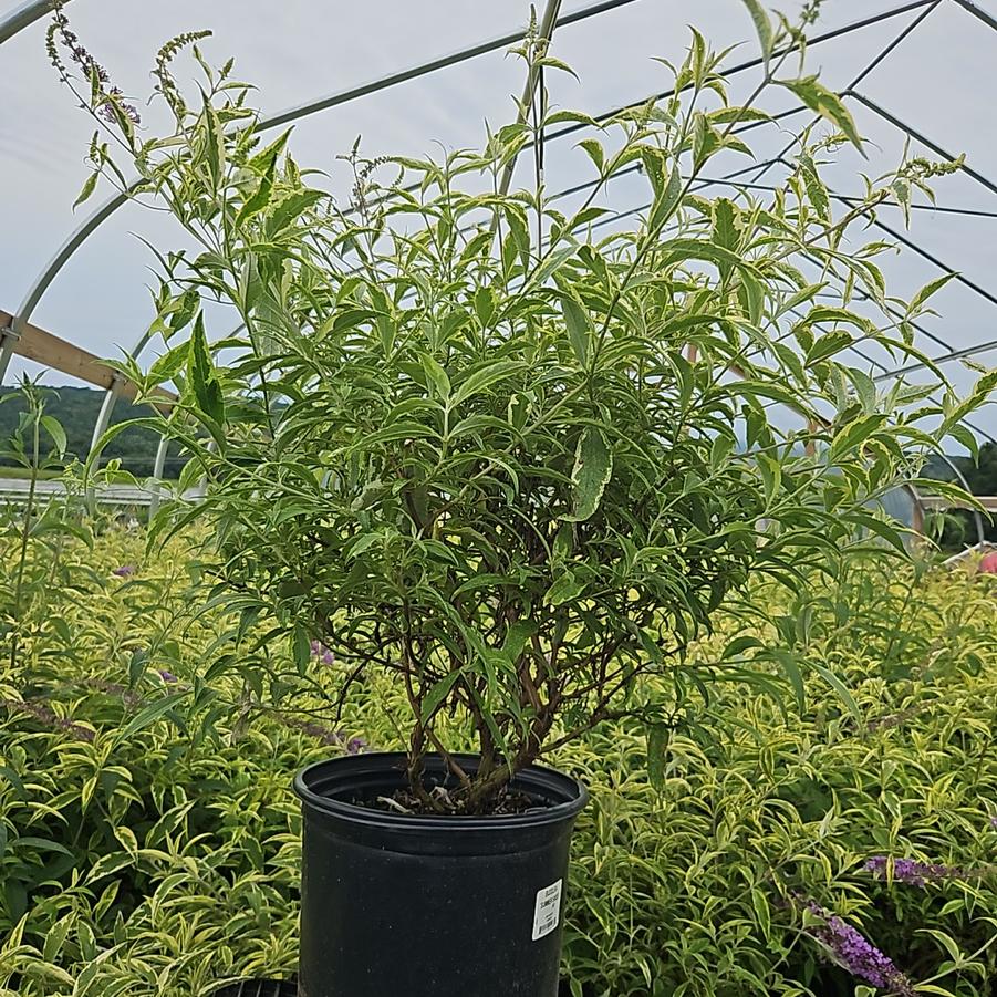 Buddleia x 'Summer Skies'