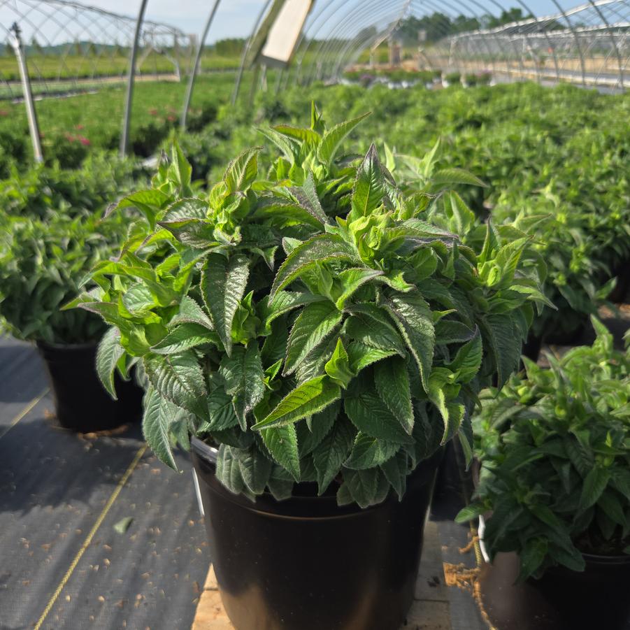 Monarda Sugar Buzz® Cherry Pops