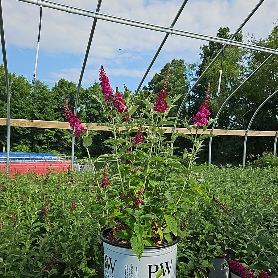 Buddleia x Miss Molly