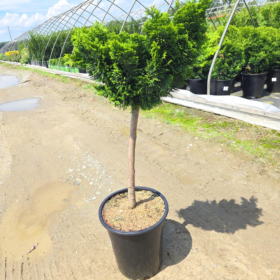 Chamaecyparis obtusa Nana Gracilis
