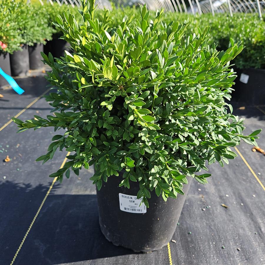 Buxus microphylla var. japonica 'Green Gem'