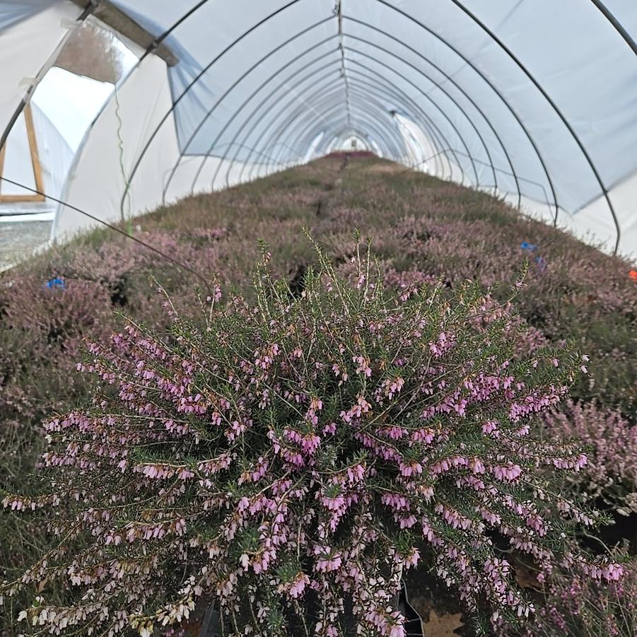 Erica carnea Pink
