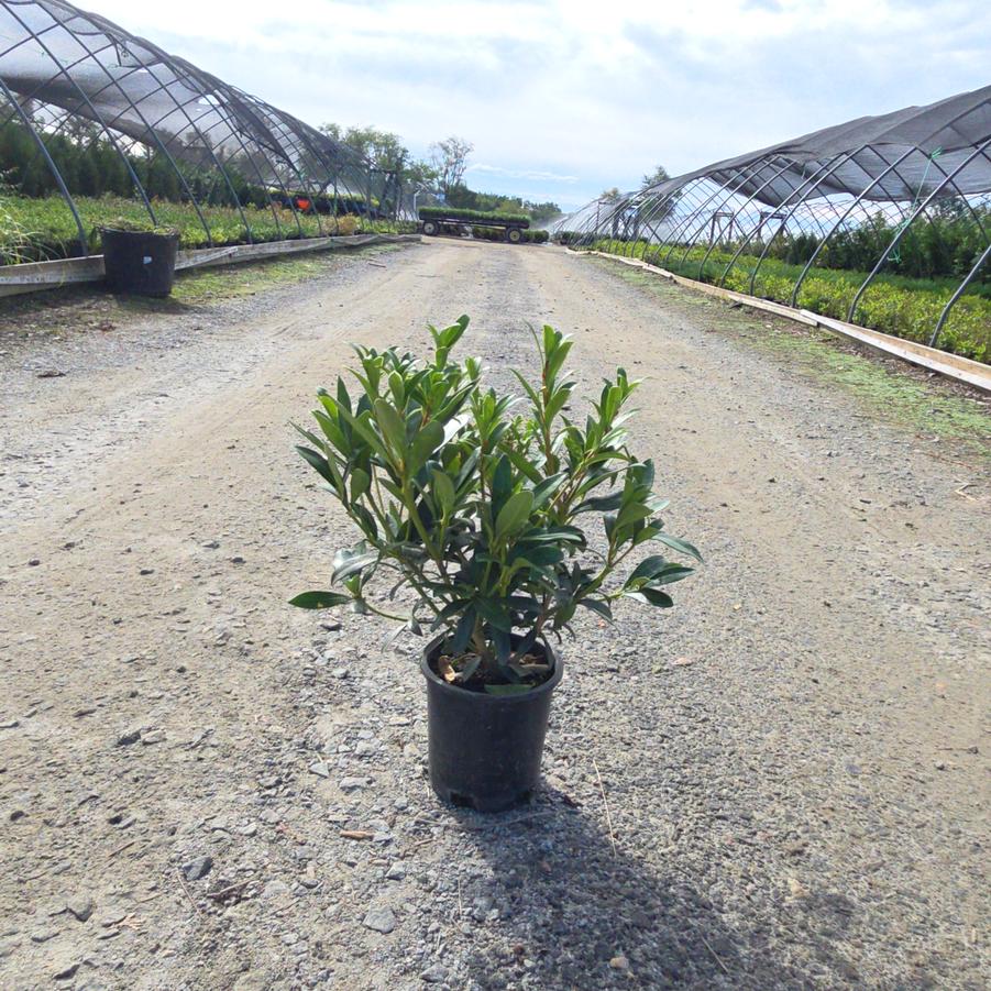 Skimmia japonica 