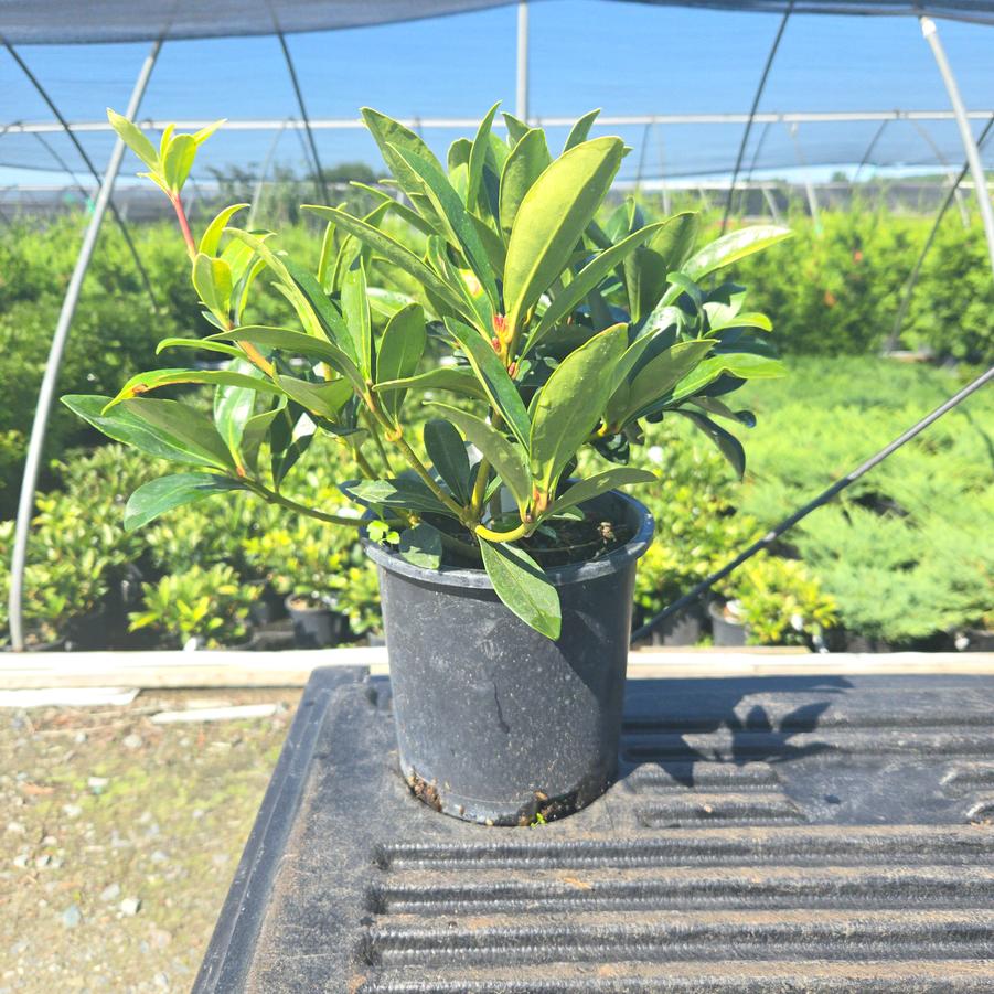 Skimmia japonica 