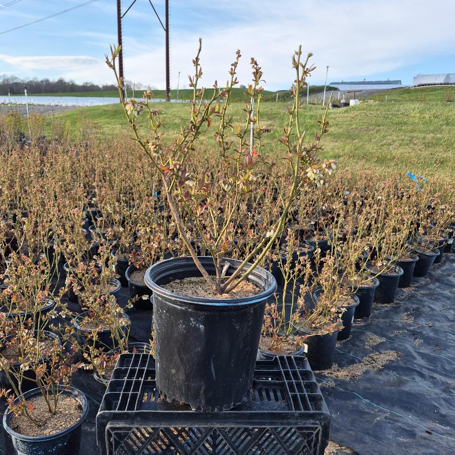 Vaccinium corymbosum 'Earliblue'