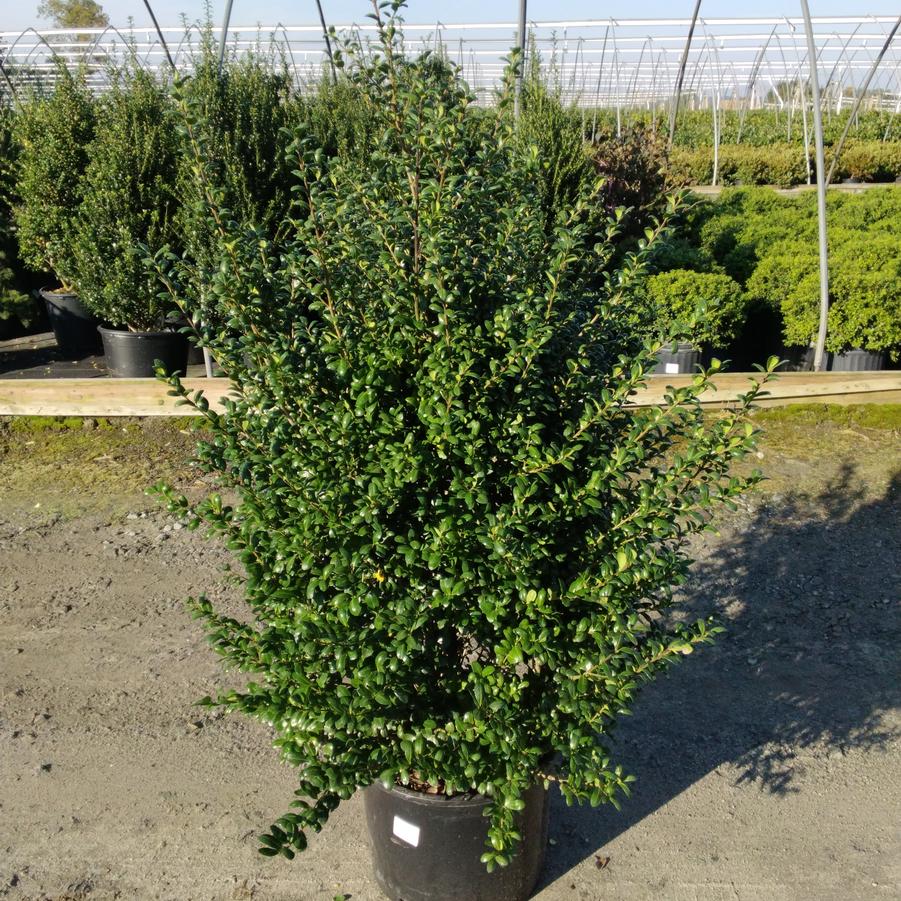 Ilex crenata 'Chesapeake'