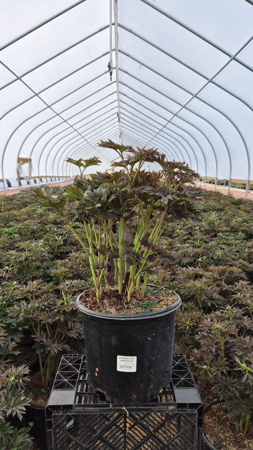 Paeonia x ITOH 'Bartzella'