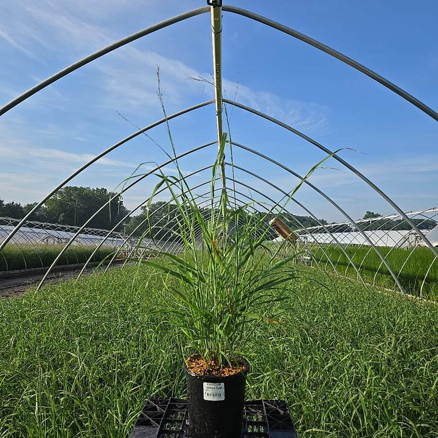 Panicum virgatum 
