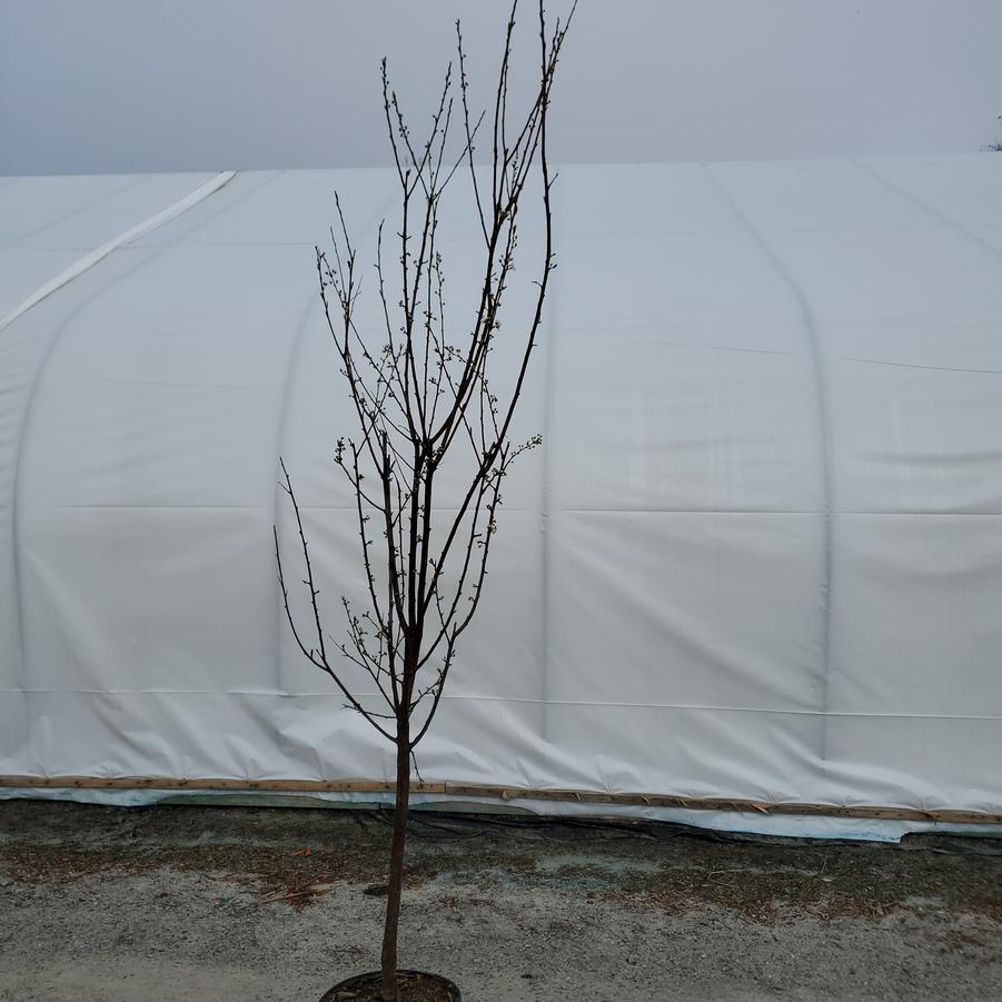 Prunus Perfection