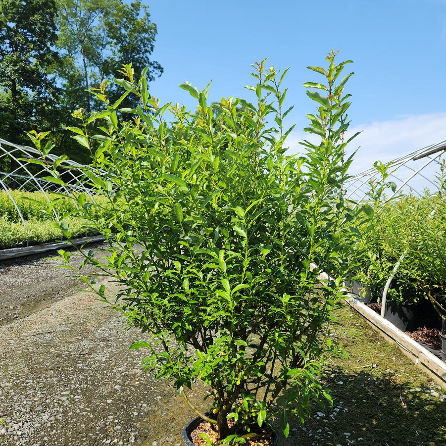 Salix gracilistyla 'Melanostachys'