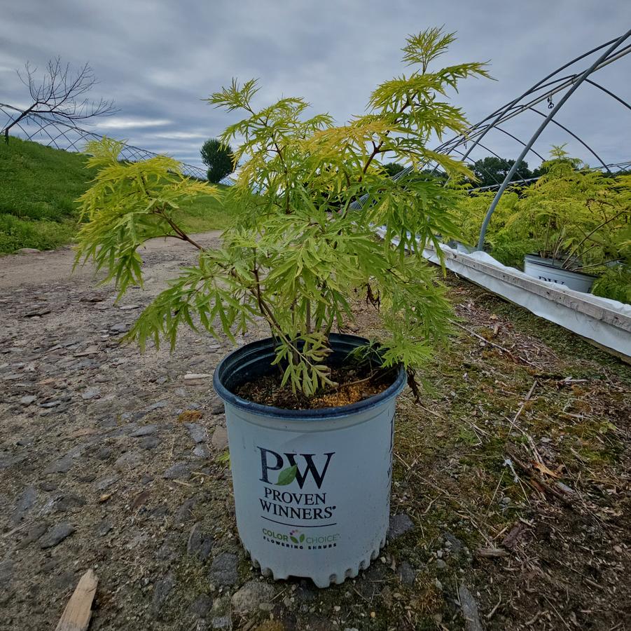Sambucus racemosa Lemony Lace®
