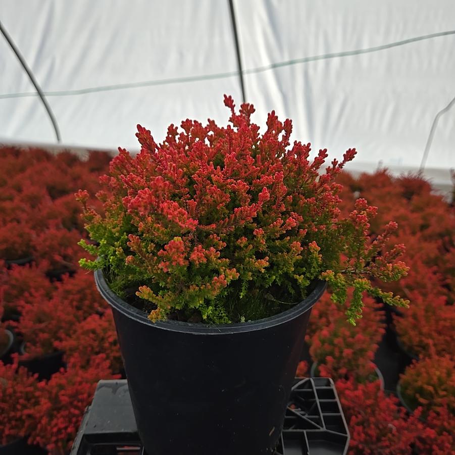 Calluna vulgaris Carnival