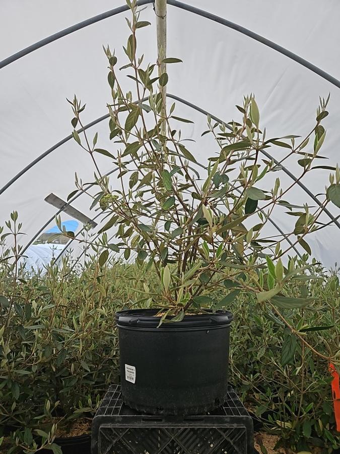 Viburnum x 'Pragense'