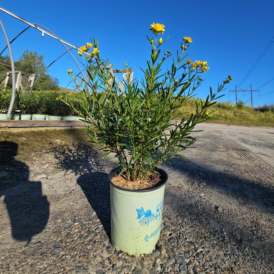 Hypericum kalmianum Gemo