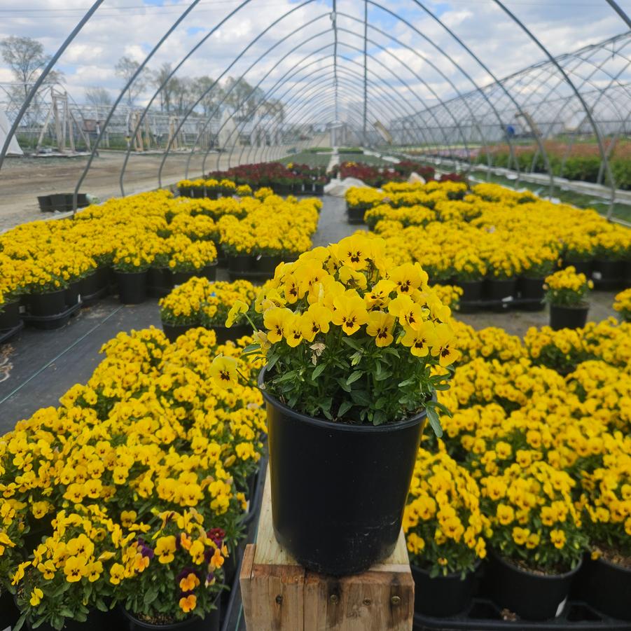 Viola cornuta Penny™ 'Yellow Blotch'
