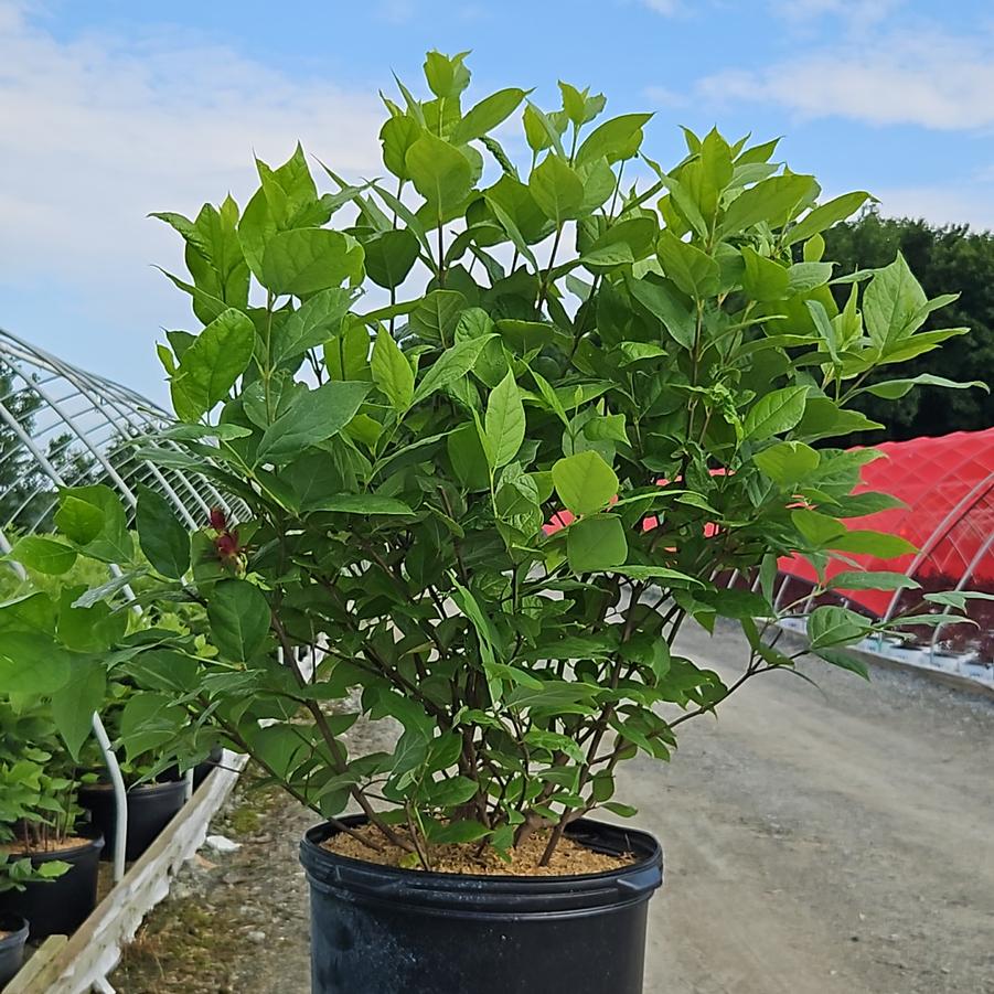Calycanthus floridus 