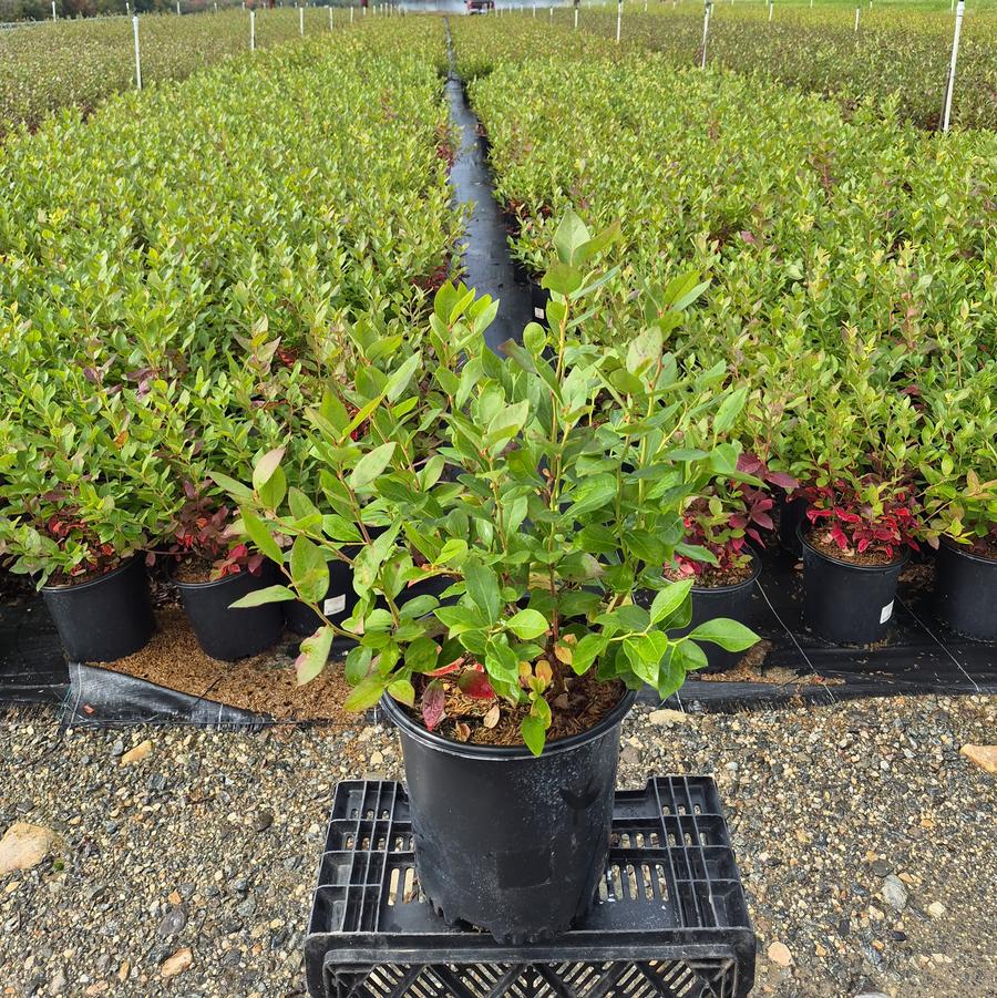 Vaccinium corymbosum 'Duke'