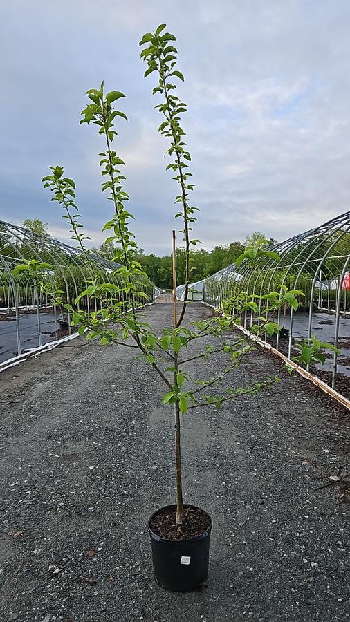 Malus Crispin