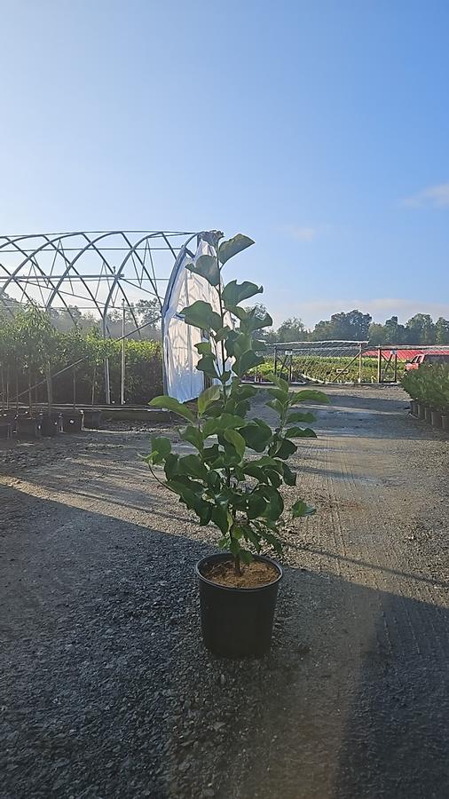 Magnolia x 'Genie'