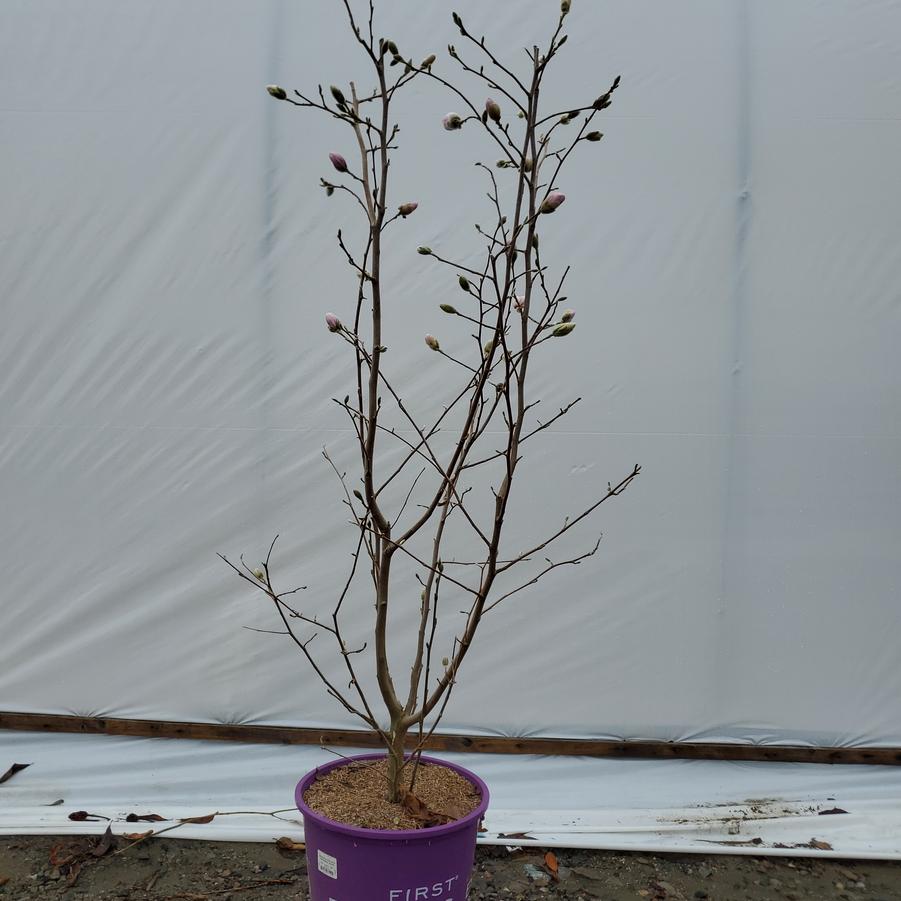 Magnolia stella Centennial Blush™