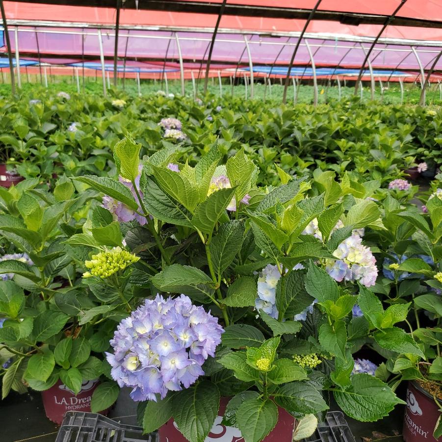 Hydrangea macrophylla L.A. Dreamin'®