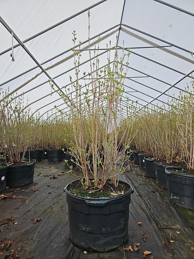 Viburnum dentatum Autumn Jazz™