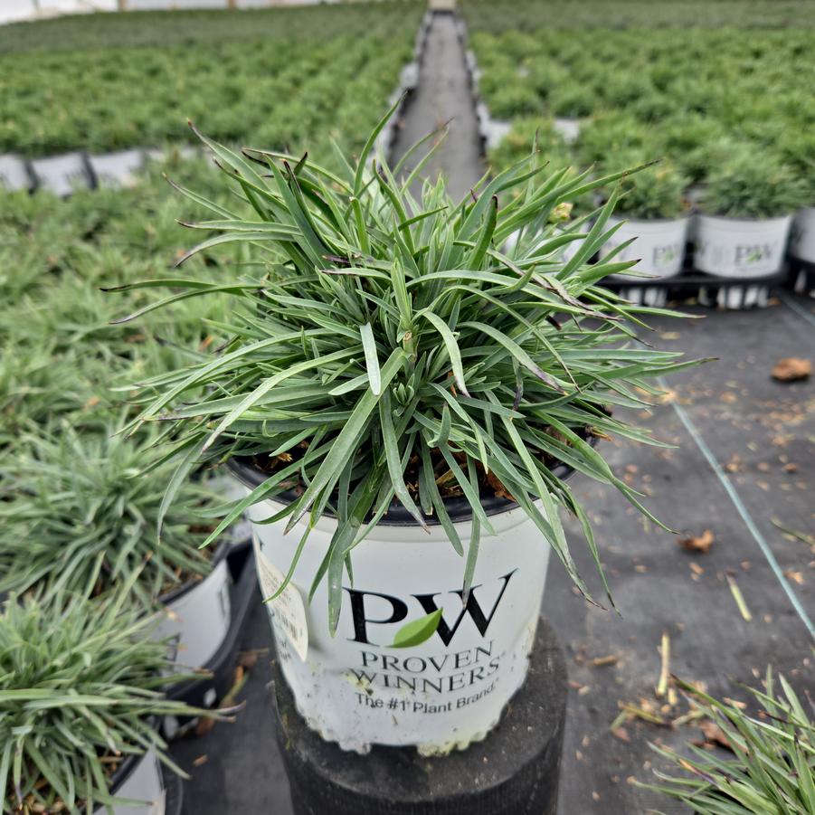 Dianthus x Fruit Punch® Cranberry Cocktail