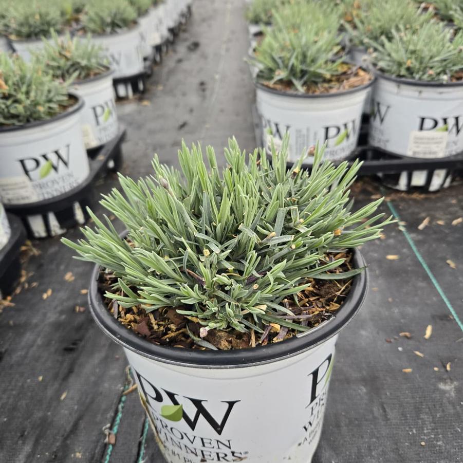 Dianthus x Fruit Punch® Maraschino