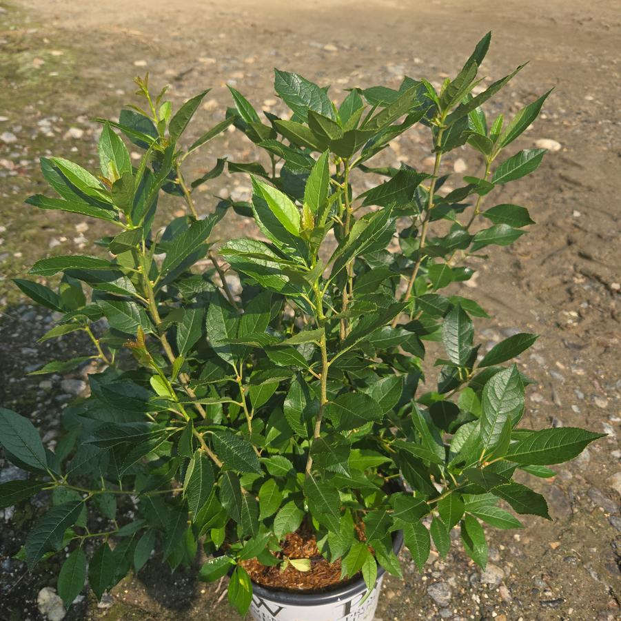 Ilex verticillata Berry Poppins®