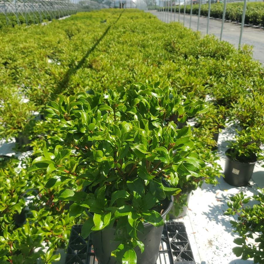 Kalmia latifolia 'Carol'