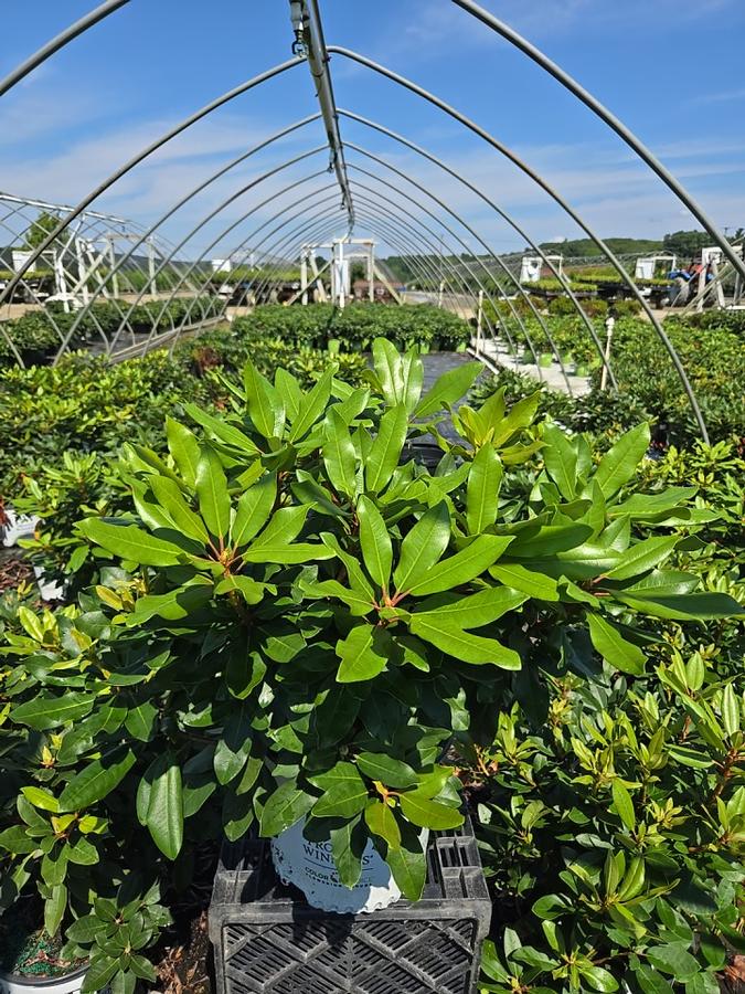 Rhododendron x Dandy Man® Purple