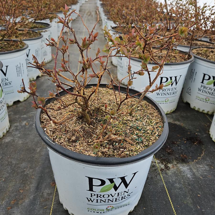 Spiraea media Double Play® Blue Kazoo®