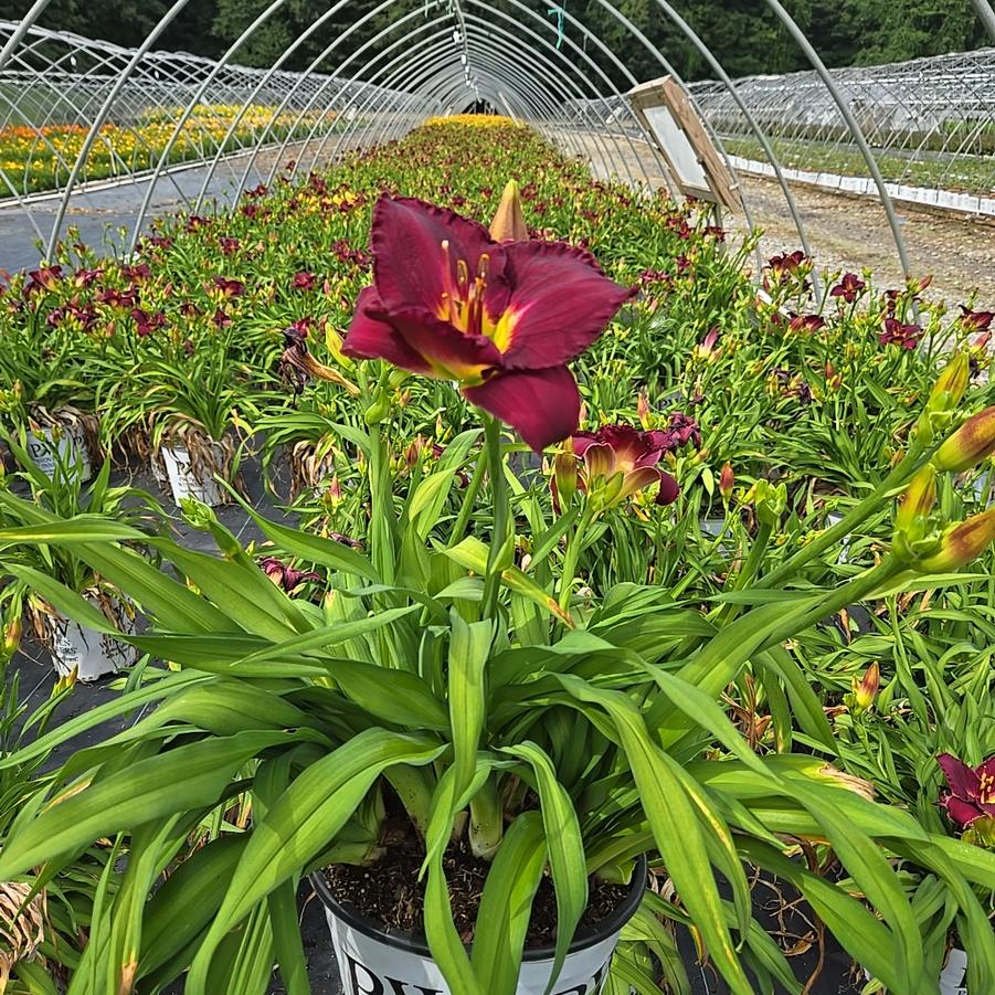 Hemerocallis Rainbow Rhythm® Nosferatu