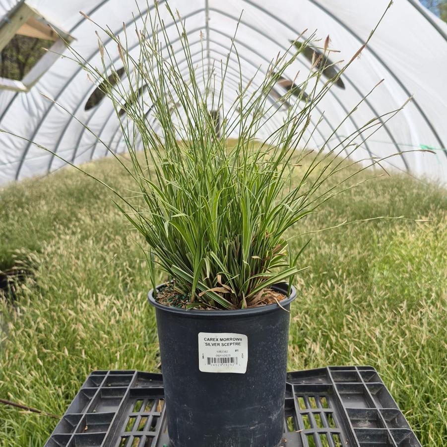 Carex morrowii Silver Sceptre