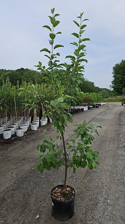 malus Granny Smith