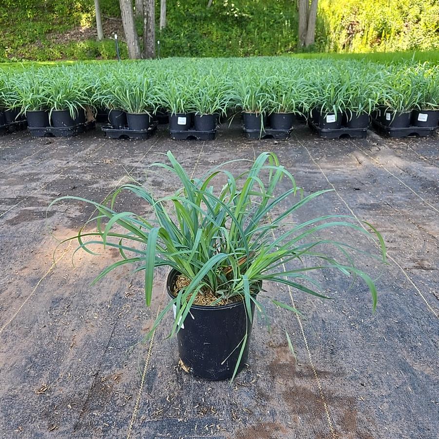 Carex laxiculmis Bunny Blue™