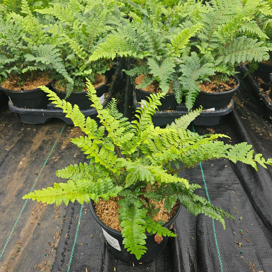 Polystichum polyblepharum 