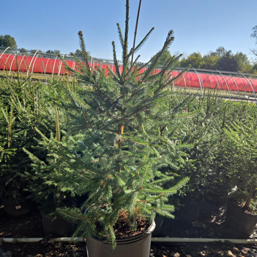 Picea abies