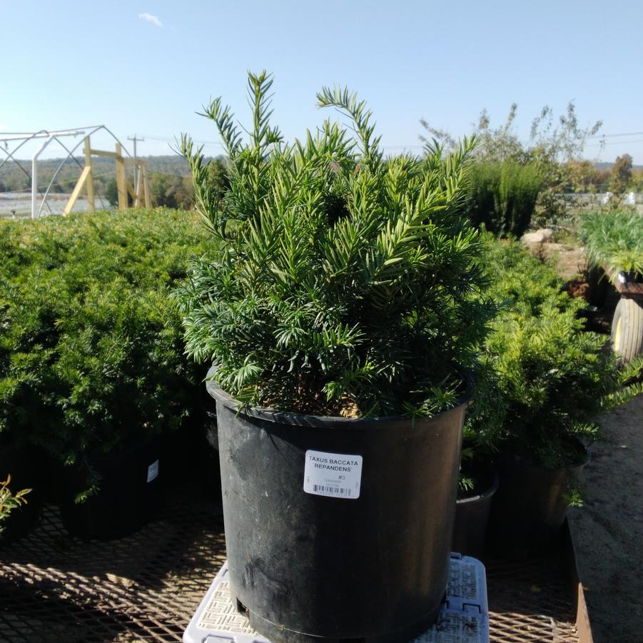 Taxus baccata 'Repandens'
