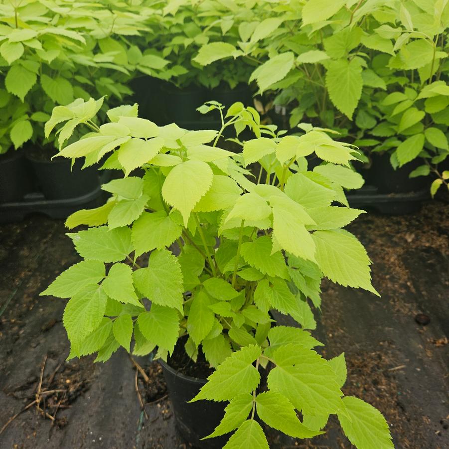 Aralia cordata 'Sun King'