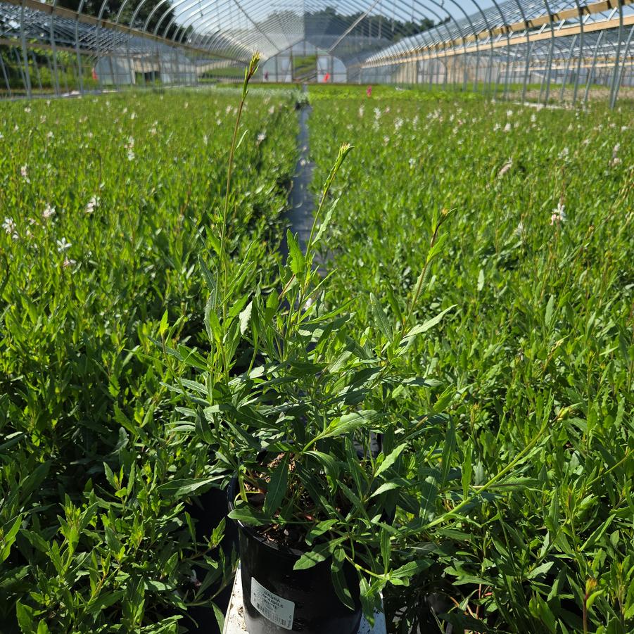 Gaura lindheimeri 'Sparkle White'