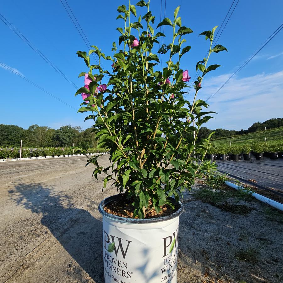 Hibiscus syriacus Lil' Kim® Violet