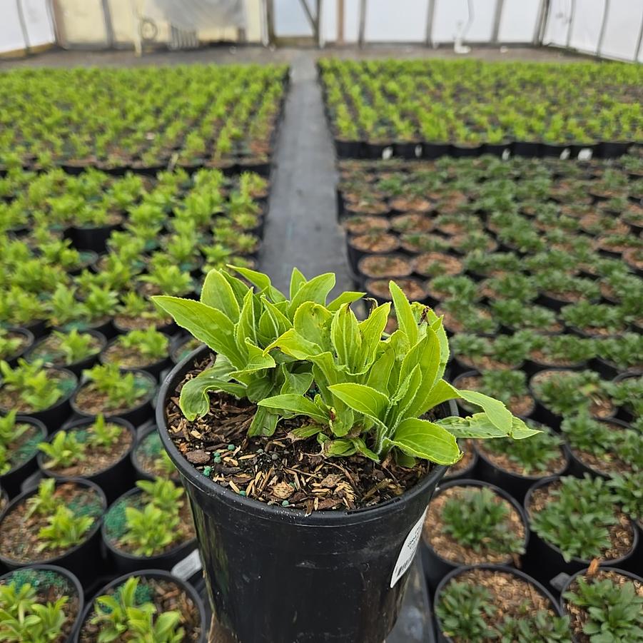 Digitalis grandiflora 'Carillon'