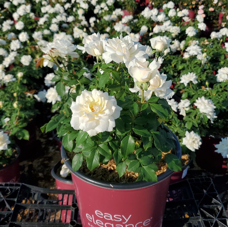 Rosa Easy Elegance® Champagne Wishes