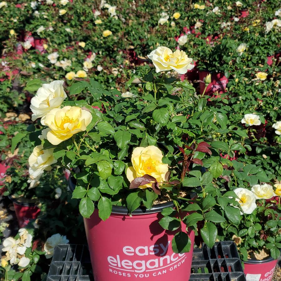 Rosa Easy Elegance® High Voltage