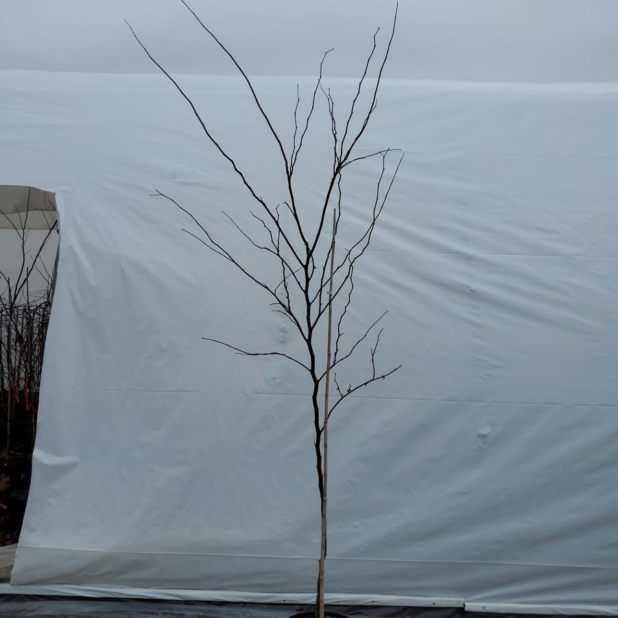 Cercis canadensis 'Forest Pansy'