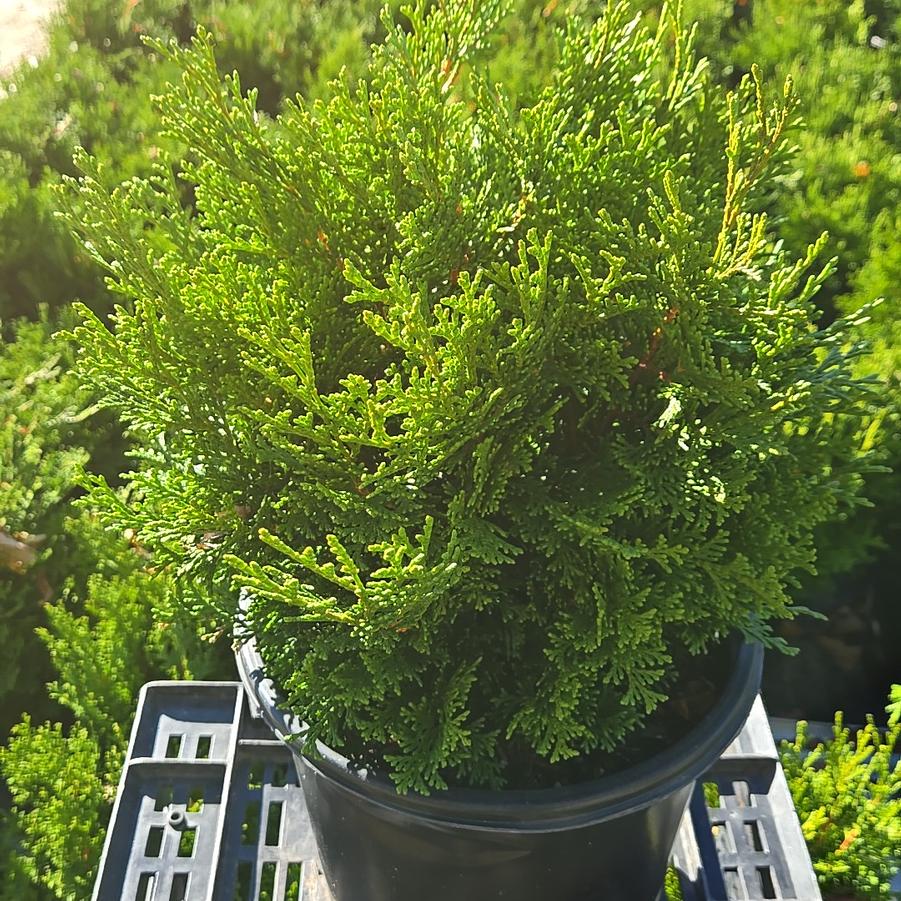 Chamaecyparis obtusa 'Templehof'