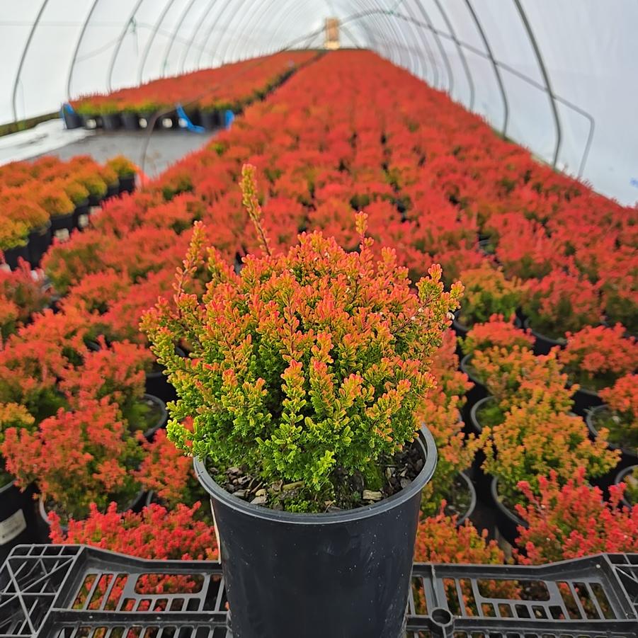 Calluna vulgaris Firefly