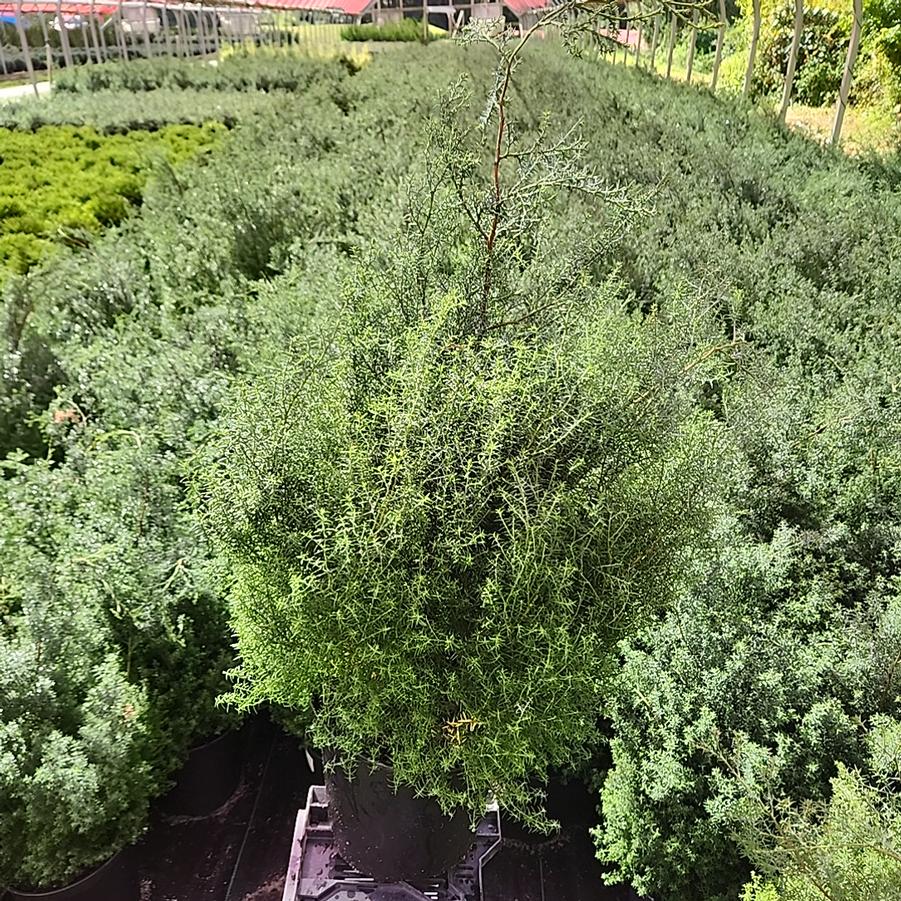 Chamaecyparis obtusa 'Blue Feathers'